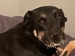 Hilarious moment dogs play dumb after covering house in flour