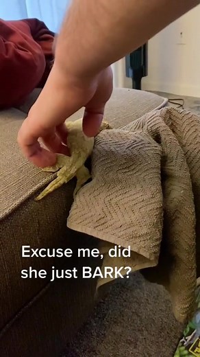 Leachianus geckos have a reputation, and their voice is a big part of it 🦎 For such a stocky, slow-moving lizard, the sounds they produce are genuinely startling — deep, raspy barks and growls that sound nothing like what you'd expect from a gecko. Keepers often describe it as something between a dog bark and a demonic grumble. Hearing it for the first time in a quiet room will catch you completely off guard. 🎬: Video taken from @scaleandleaf on instagram 📷: We don't know who filmed! (DM for