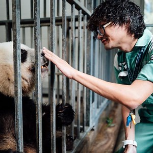 You can now watch a livestream of Ocean Park's giant pandas An An and Keke