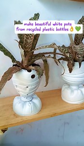 28K views · 221 reactions | Ideas to recycle plastic bottles into beautiful white pots 華華 DIY Kali ini botol bekas kita ubah jadi pot putih bersih untuk bromelia mini珞 Happy planting華 | Sofia Tanhis | Facebook