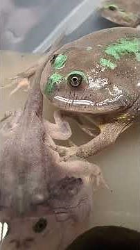 The famous evil shieldback #frogs