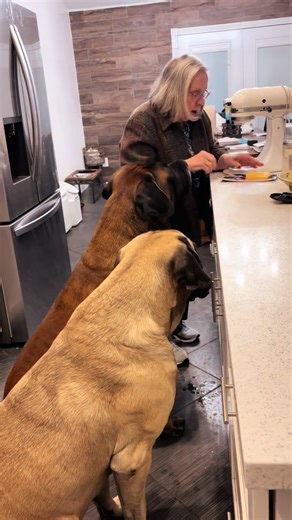 Grandma's Cheese Tax: Spoiling Her Big Dogs