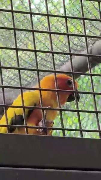 Plum-headed Parakeet Feeding & Calling | Rare Close-up Moments 🎥