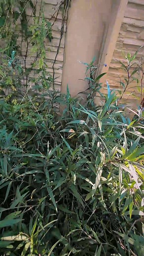 Honey bee hive removal and relocation from inside the column of a perimeter wall in Bonita Springs, FL. Long strips of honey comb! It's so nice when they stay intact and mostly easy to pull out once the sides are detached appropriately. This may not have been the case in the full heat of summer. . . . . #hingfamilyfarmllc #beeremoval #livebeeremoval #honeybee #floridabeekeeper #BonitaSpringsFL | Hing Family Farm, LLC