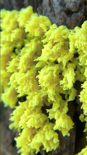 Incredible Trippy Dancing Slime Mold (Cytoplasmic Streaming caught in Time lapse)