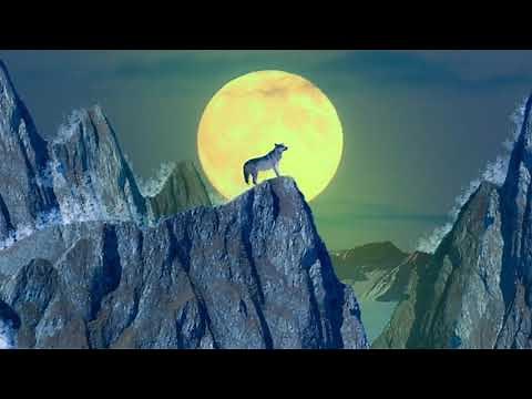 Why Coyotes Howl At The Moon?