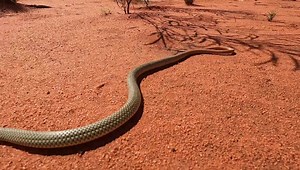 2.1K views · 100 reactions | Coppertail Whip Snake (Demansia...