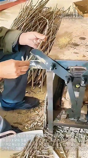 자로 잰 듯 정확한 길이로 싹쓸이 절단! 뽕나무 묘목 번식용 가지 마감 처리 #satisfying #skills #harvest #propagation #farmtools
