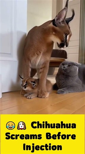 😂🐶 Chihuahua Screams Before Injection #kittenrescue #cat #catshorts #cute #funny
