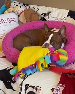 3.4K views · 820 reactions | Patiently waiting for orders as the 嶺 plays ball. The spy cam catches everything and I’m sure  is watching the 嶺. What list do you think she will make, Naughty or Nice? Place those orders for our 2024 Friendship ️. SALE GOING ON https://gabbygirlprincesswillow.com/ | GabbyGirl Princess Willow | Facebook