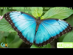Blue Morpho Butterfly: The Shimmering Jewel of the Amazon