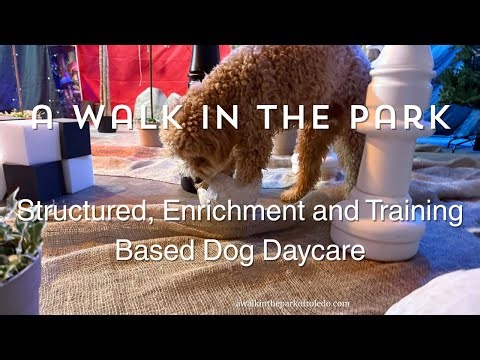 The Dog Daycare Revolution: Why Enrichment Beats All-Day Play by A Walk in the Park™