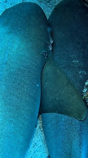 I Found TWO Nurse Sharks Resting Side by Side! 😱🦈 Rare Underwater Encounter!#shorts #viral #shark