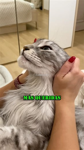 The Four Most Beloved Cat Breeds in the World 🤗 #cats