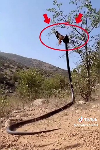 Exploring the World’s Biggest Snakes: Titanoboa vs Anaconda