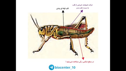 تدریس سامانه گردش باز در ملخ