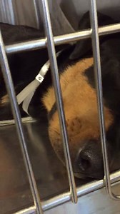 Pupdate - Adopted 🎉 Would you save me ? Would you give me a family ? Would you give me a home where i feel loved and appreciated ? My name is BILL - ID #A1886719 Can you foster me and i am sure a rottie rescue will save me ? Can i be in your house until i can find my forever family ? i need you 🙏🏻 Do not let me down 🙏🏻 | Urgent Dogs and Cats of Miami