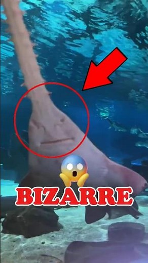 4 Bizarre Sharks You Won't Believe Exist! 😱😱😱 #sharks #oceananimals #shorts