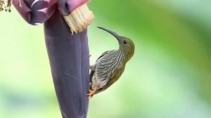 16K views · 1.3K reactions | Streaked spiderhunter eating (Arachnothera magna) Bangladesh, Bhutan, Cambodia, China, India, Laos, Malaysia, Myanmar, Nepal, Thailand, Vietnam. | BIRDS & Nature | Facebook
