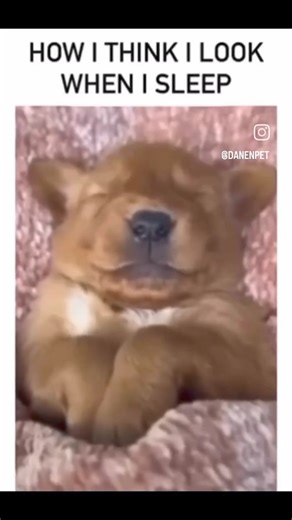 30K views · 201 reactions | Truth.... Who sleeps like this? #funny #cute #crazy #sleeping #funnyvideo | Smile and laugh, Adults only | Facebook