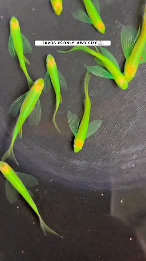 GREEN BUTTERFLY DANIOS💚 #PrrmGuppy #AquariusBBS #guppy #balloonmolly #platyfish #swordtail #danios #guppyfish #guppybreeder #guppycavite #guppyphilippines #fishkeeping #aquarium #aquariumhobby #aquariumfish #aquariumlife | Prrm Guppy