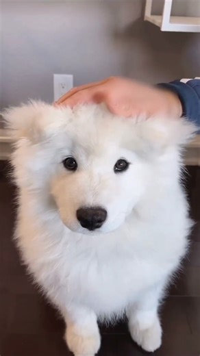 Samoyed Videos on Instagram: "Snowie: Dada playing hide and seek with my ears🥰🐰 Rate the cuteness 1-100 in the comments 👇 Follow us @samoyedclouds for daily Samoyed cuteness! Follow @samoyedclouds 🔔 (All rights® are reserved & belong to their respective owners) 📸: @snowie_the_sammy , Please DM for credit or removal. #samoyedpage #samoyed #samoyeds #samoyedsofinstagram #samoyedsofig #adventuresamoyeds #samoyedclub #samoyedlove #samoyeddog #samoyedworld #samoyedlovers #samoyedfans #samoyedpup