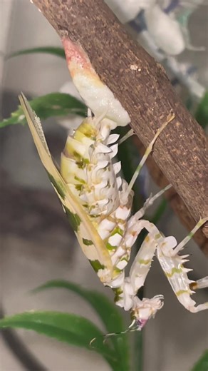 Praying Mantis Ootheca Laying: A Unique Insight