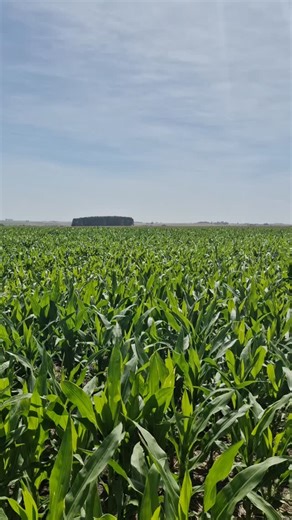 Farmland Uruguay on Instagram: "Visiting muxed farm in Durazno with Swiss client. Rotational livestock farming and irrigated cropping. We planted a mix of maize and soybeans. #uruguay #management #invest #farmland"