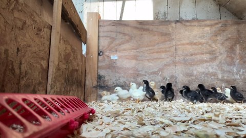 These Runner Ducks Keep Dying