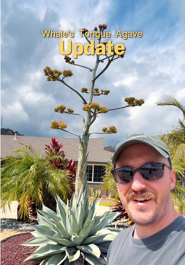 Agave Update: Whale Tongue Blooms Over 14 Feet Tall