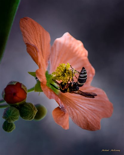 How to Grow a Drought-Resistant Desert Globemallow Plant