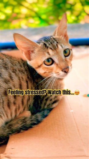 This Cat Will Calm Your Mind in 10 Seconds.. 😌🐾