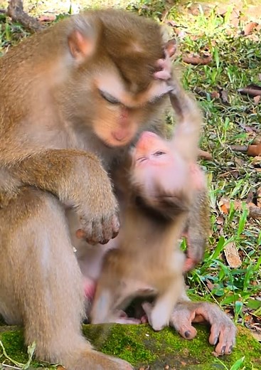 4K views · 66 reactions | So pity baby monkey, mom rject milk her baby monkey by angry #babymonkey #monkey #cutebaby #cute #reelsvideoシ | Lovely Monkey Videos | Facebook