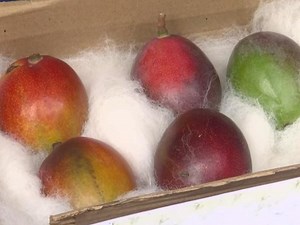 "Miyazaki", world's most expensive mango, was showcased at the Mango Festival in Siliguri. The mango - known for its colour and price - attracted the attention of people across the state. "Miyazaki" is priced at around Rs 2.75 lakh per kg in the international market. The three-day-long 7th edition of the Mango festival kicked off on Friday at a mall in Siliguri. It was organised by Modella Caretaker Centre & School (MCCS), with Association for Conservation & Tourism (ACT). Apart from Miyazaki, m