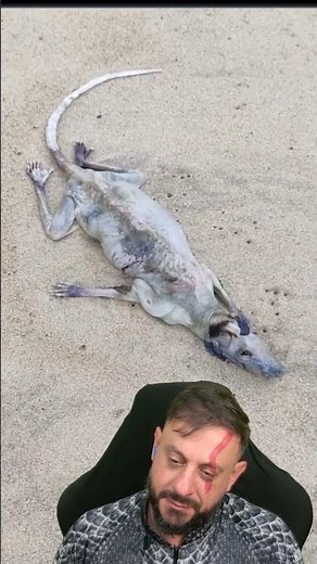 Goat sucker on the beach? What animal is that? #biologohenrique #animals #smartanimal #biologo