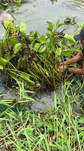 12K views · 45 reactions | Survival eel trapping skills | Emma's Fishing | Facebook