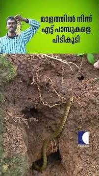 മാളത്തിൽ നിന്ന് എട്ട് പാമ്പുകളെ പിടികൂടി #snake #vavasuresh #rescue