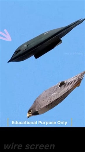 peregrine falcon attack 😍 B2 bomber #america #peregrina #attack #b2 #bomber ❤️Thank you for watching!!! ❤️Please like & share videos if you love its! ❤️Subscribe Make For You Channel Daily One Shorts 👀👐 official email :- surajchand292@gmail.com Facebook page https://www.facebook.com/profile.php?id=100071011494810&mibextid=ZbWKwL TIK TOK LINK https://www.tiktok.com/@sensetive.cati?_t=8qFssAN3hW3&_r=1 | Wire Screen World
