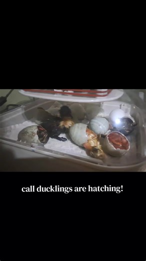 my first time hatching call ducks and honestly I'm mesmerized! #homestead #hatching #callducks #incubator