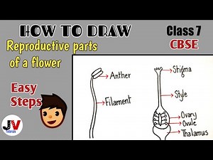 Sketch the reproductive parts of a flower|sketch the reproductive parts of a flower class 7