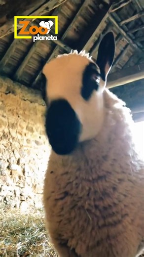 🐑 Razas de Ovejas | Oveja Kerry Hill: la belleza galesa de cara pintada #OvejaKerryHill #KerryHillSheep #RazasDeOvejas #SheepBreeds #wildlife | Zoo Planet ESP