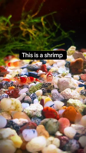 Best Fish to Pair with Shrimp in Aquariums