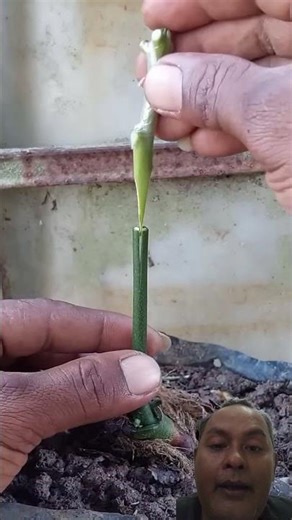 a unique way to graft mango seedlings #fruittrees #bonsai #shortsviral #shorts
