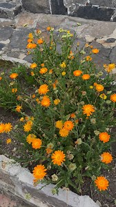 Hermosas flores de color naranja para adornar tu hogar #plantas #flores #jardin | Jardín De La Chita