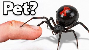 I got a black widow spider as a pet 🕷️