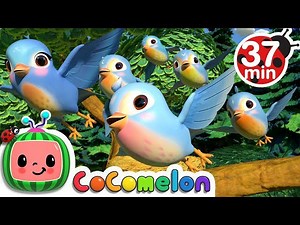 Five Little Birds 3   More Nursery Rhymes & Kids Songs - CoCoMelon - Videos For Kids