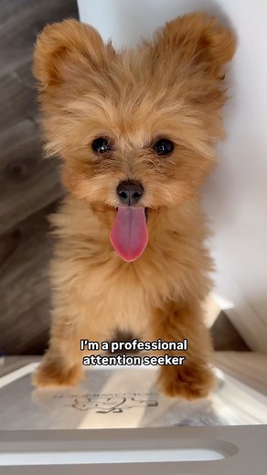 103K views · 4.7K reactions | Add it to my resume  #pomapoo #poodlemix #attentionseeker #cutenessoverload #teddybeardog | Honey the Pomapoo | Facebook
