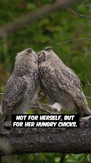 The Sacrifice a Mother Owl Makes for Her Babies #NatureReality #Parenting #Wildlife
