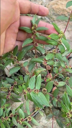 The traditional use of SWALLOW HERB for skin warts 🌿