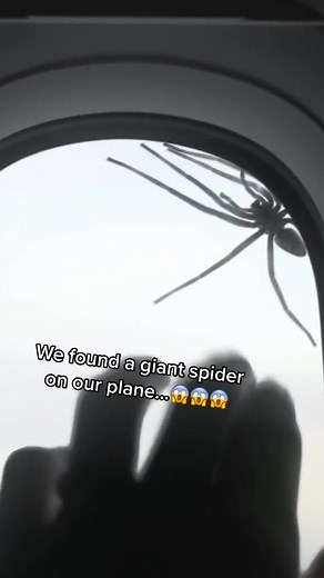 Terrifying Encounter: Giant Spider Found on a Plane!